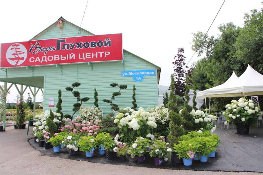 Вера Глухова садовый центр Самара гортензии