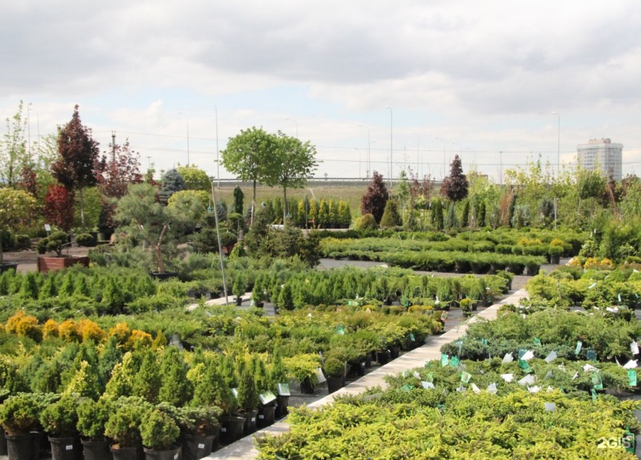 Питомник СПР Новосаратовка