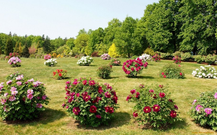 Пион Солитер