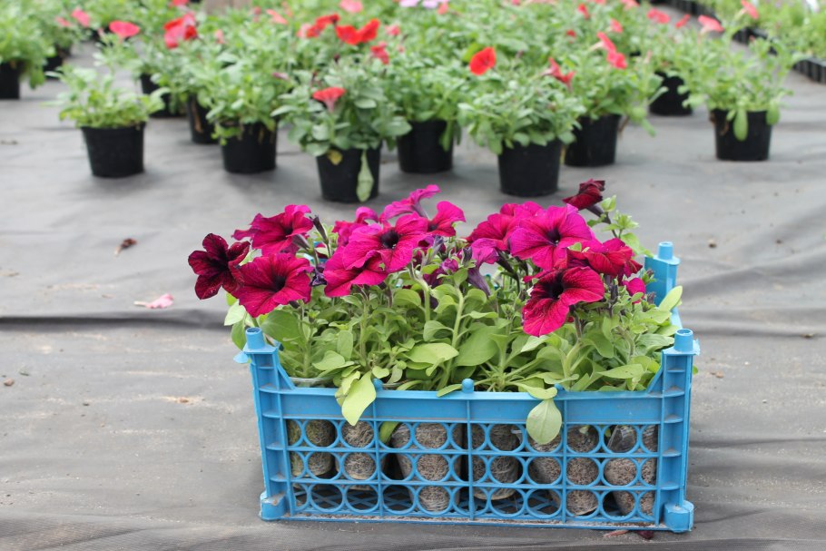 Петунья Хен Хаус