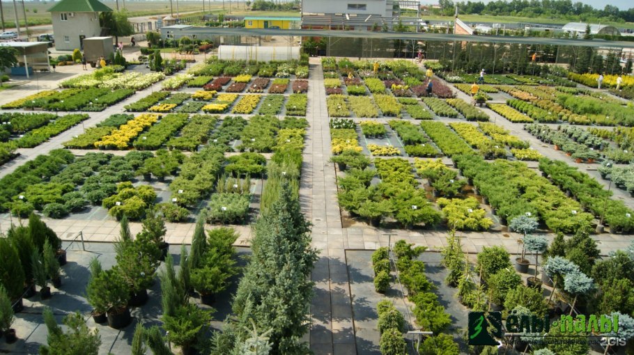 Скумпия Кожевенная Cotinus coggygria