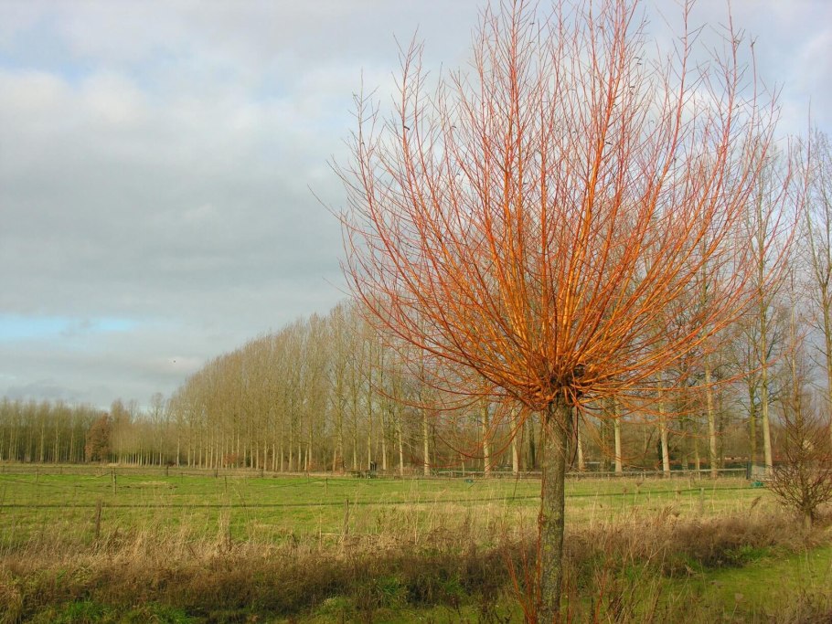 Ива плакучая серебристая