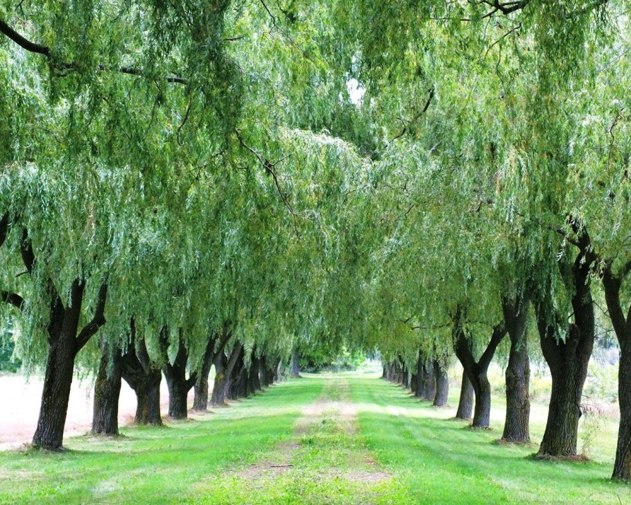 Ива желтокорая плакучая