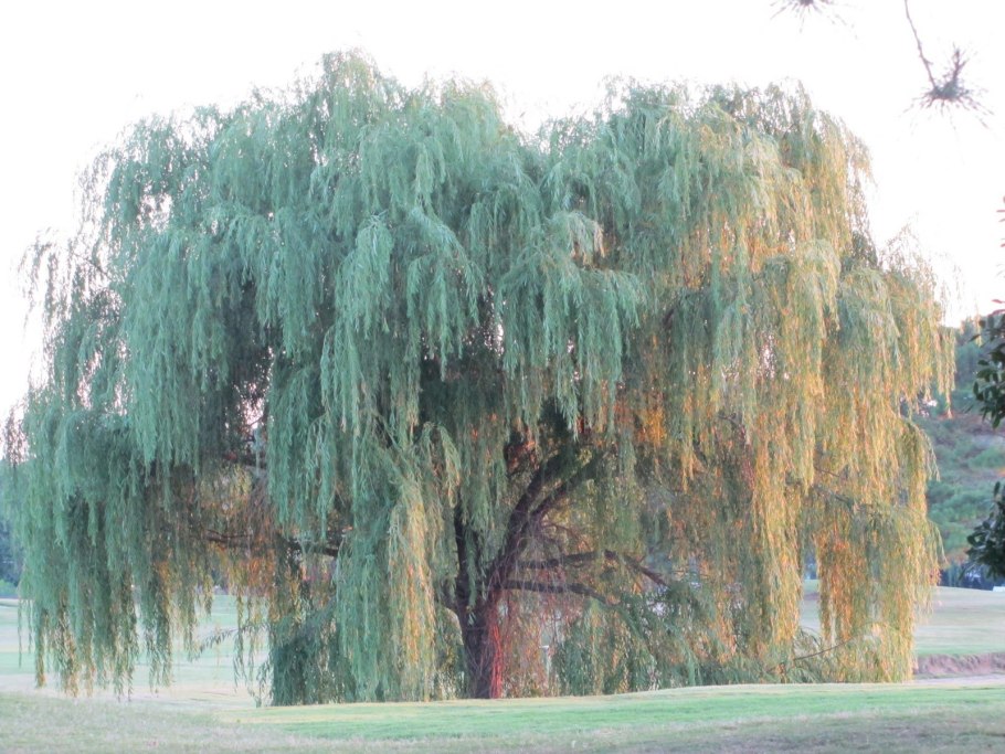 Ива белая (Salix Alba)