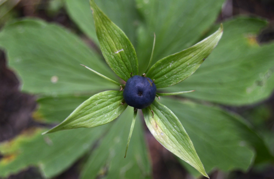 Лилейный Жук на цветке фото