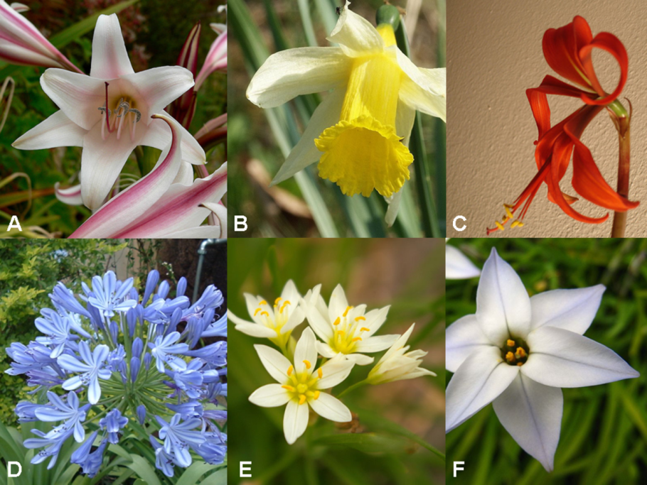 Глориоза Ротшильда 1шт (КОЛОРЛАЙН)