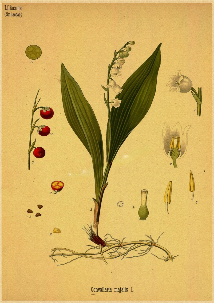 Ландыш Майский ягоды