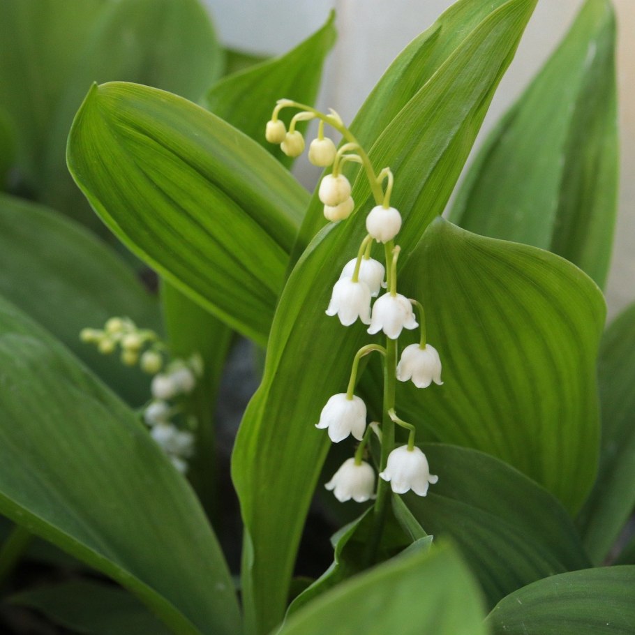 Лилия луковиценосная