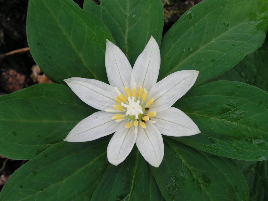 Ландыш Майский Ботаническая характеристика