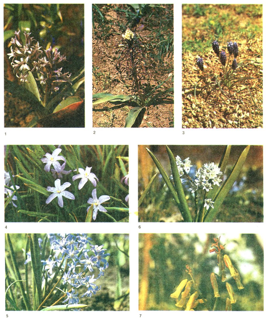 Ядовитые растения семейства пасленовых