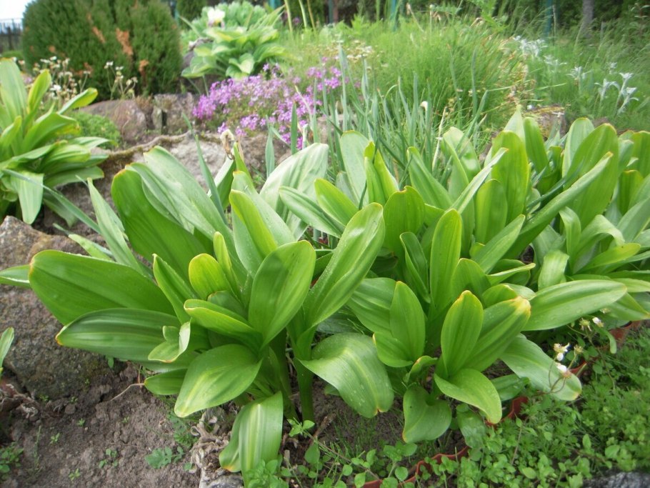 Лилейные Лилия строение цветка