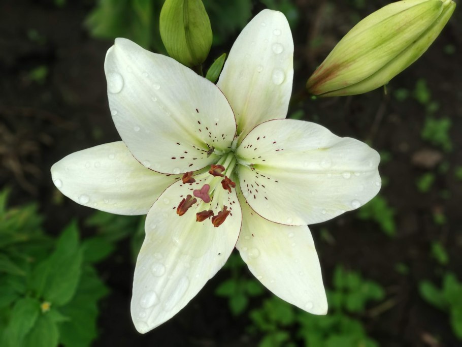 Эухарис, Амазонская Лилия (Eucharis)