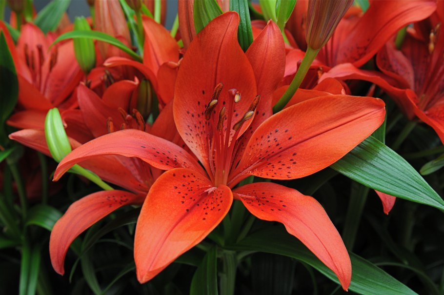 Лилия саранка контур