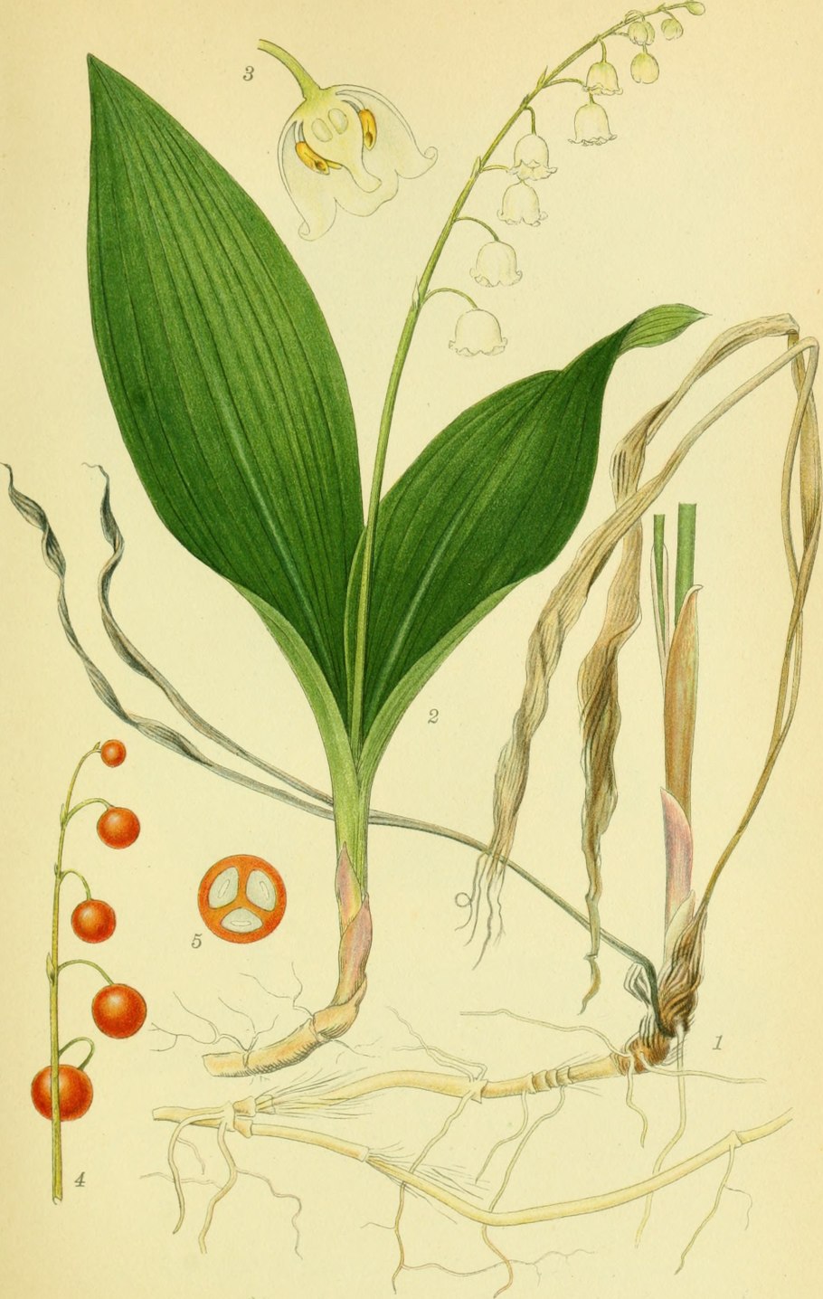 Ландыш Лилейные