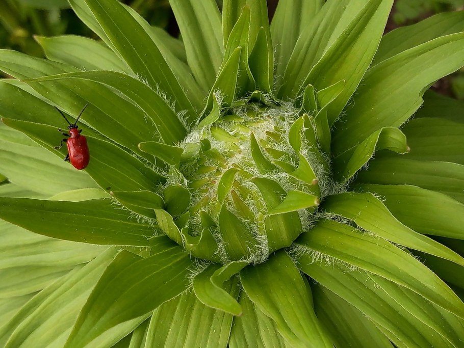 Ядовитые Лилейные растения