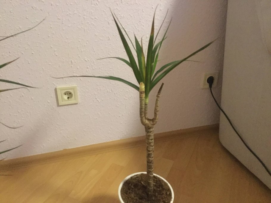 Драцена Драконий хвост