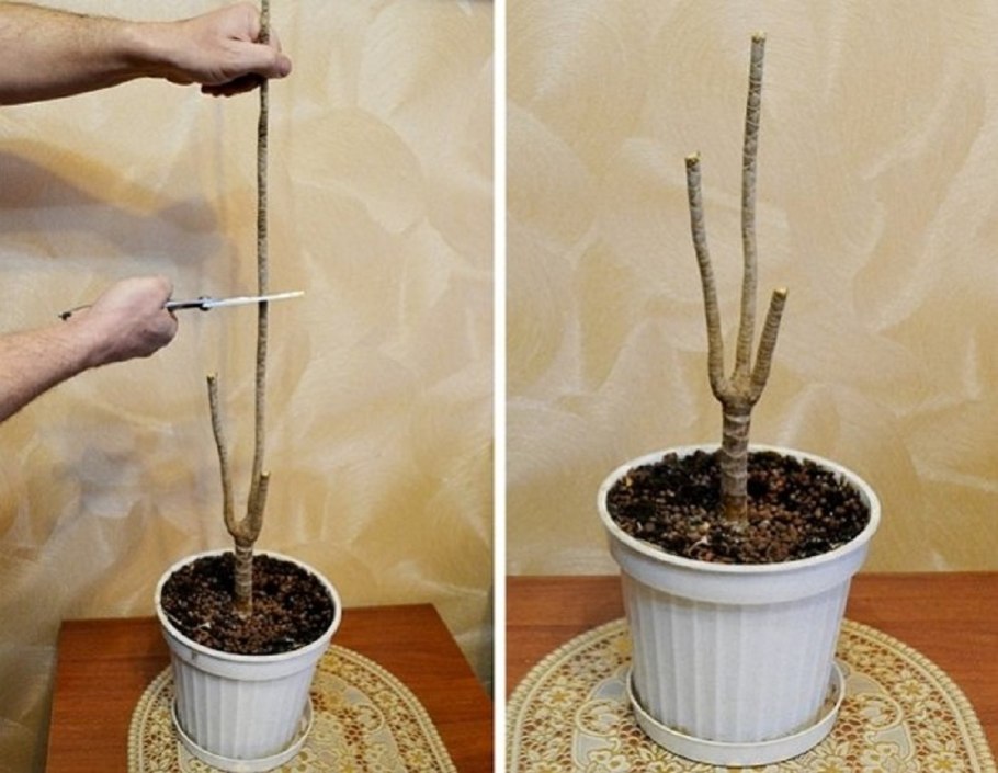 Обрезка драцены