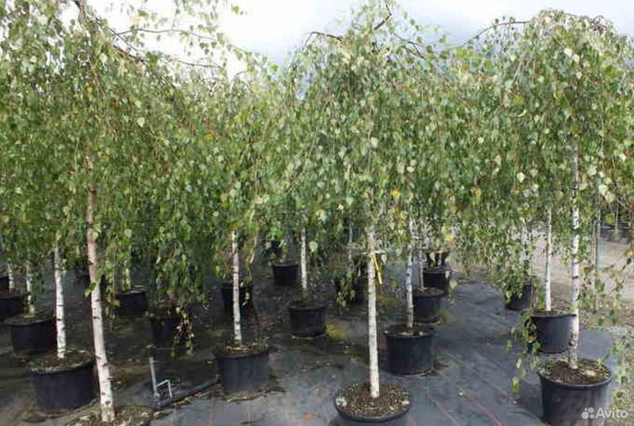 Карликовая берёзка в тундре