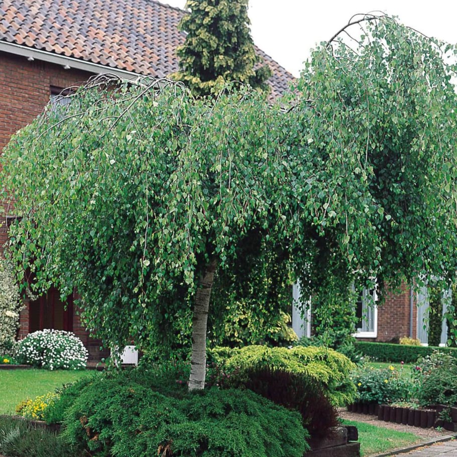 Береза черная саммер Каскад