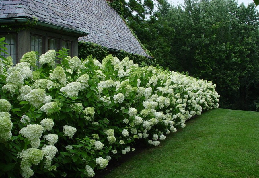 Гортензия Лаймлайт