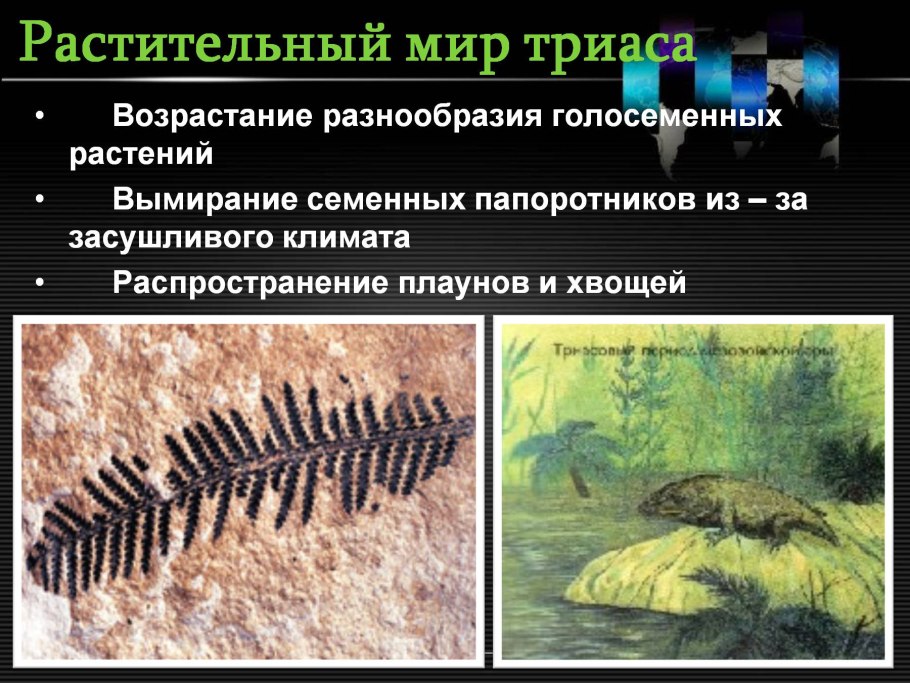 Кордаитовые растения