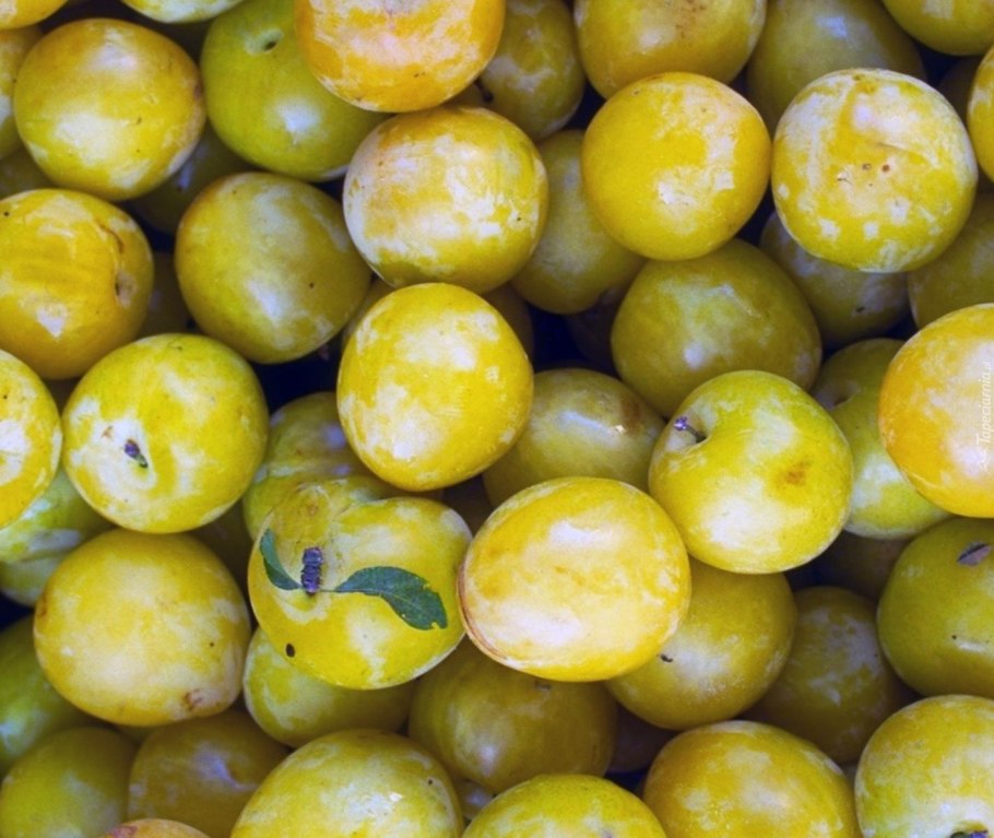 Слива золотистая крупноплодная