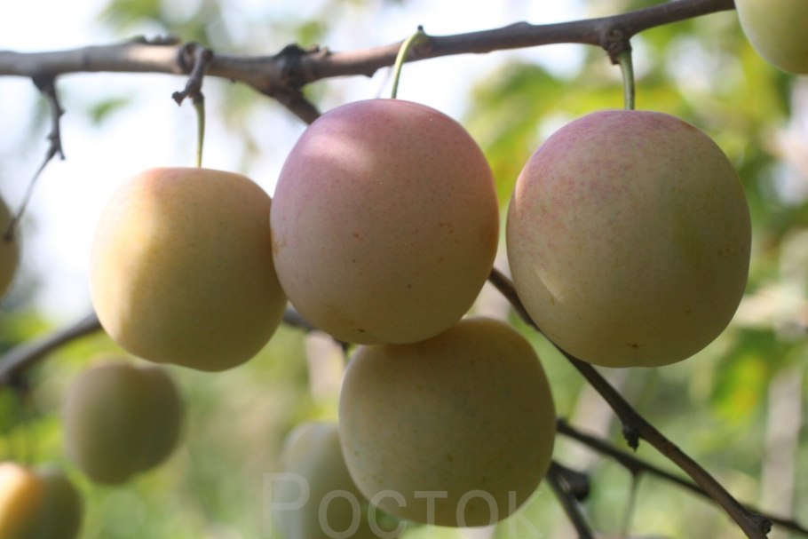 Алыча Светлячок