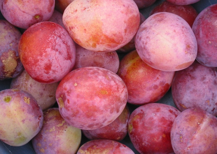 Абрикос Медовка