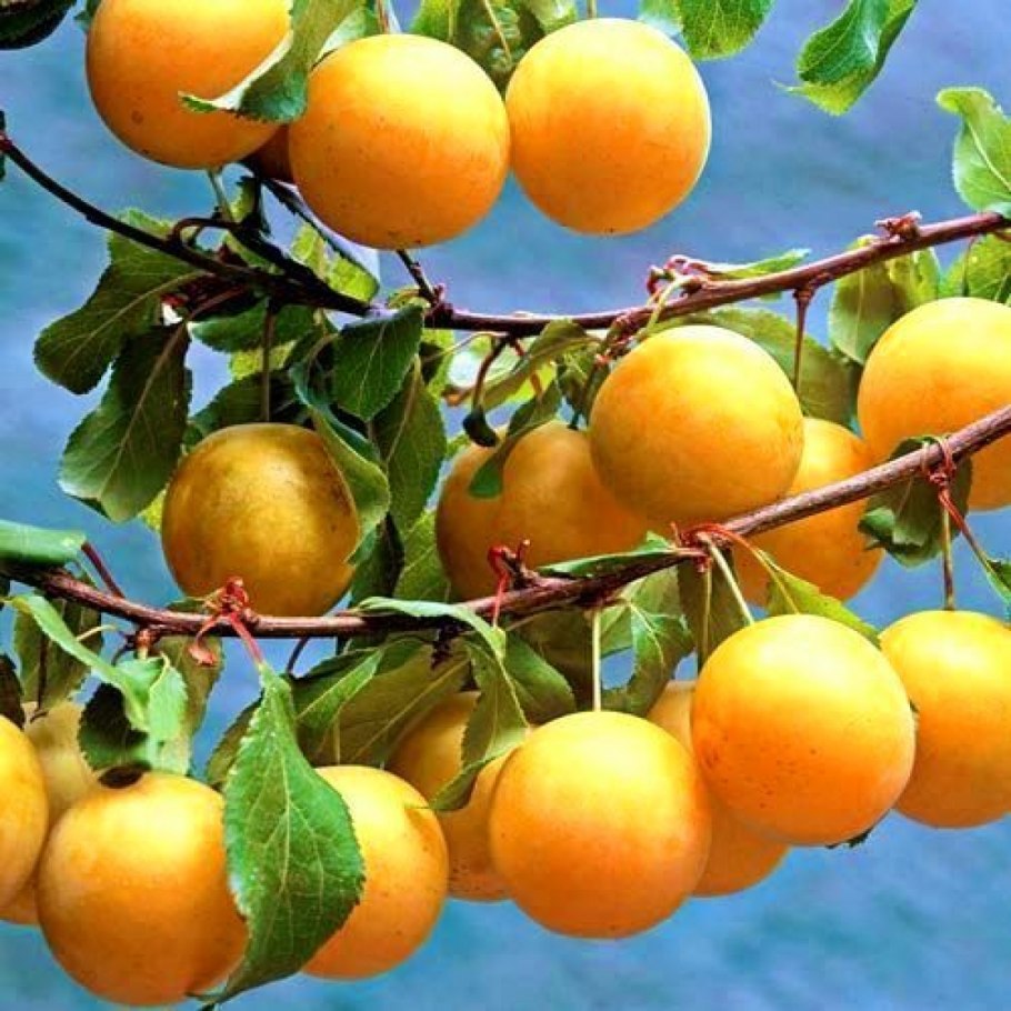 Слива Очаковская желтая