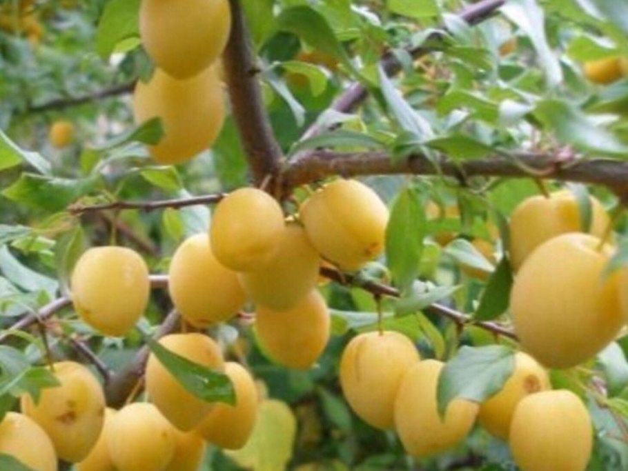 Ренклод золотистый