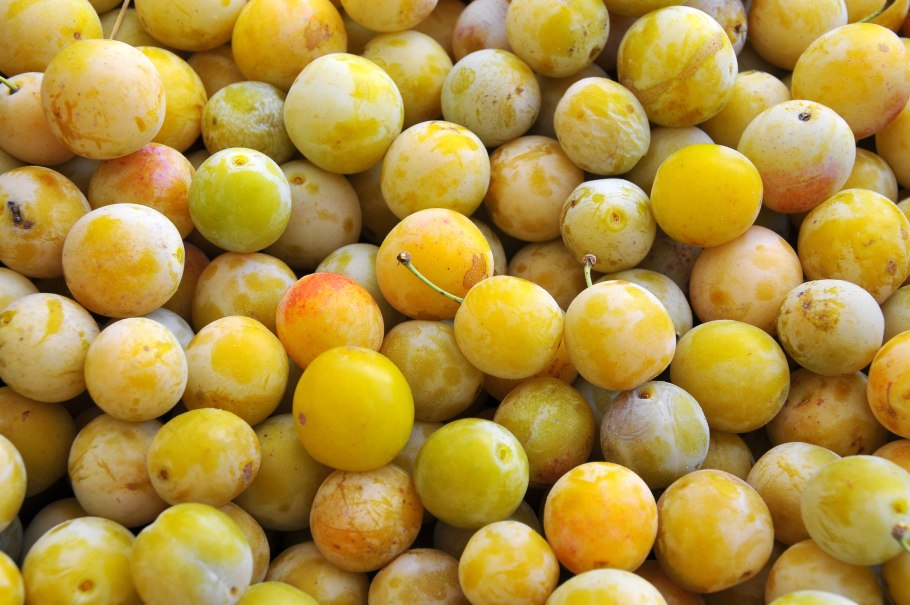 Алыча Эрли Голд