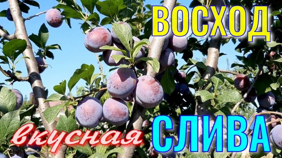 Алыча Светлячок