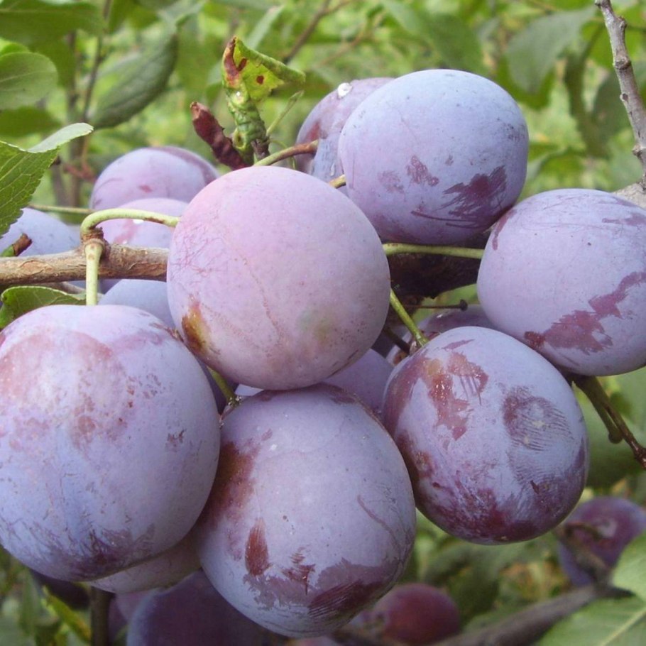 Слива желтая сорта самоплодная