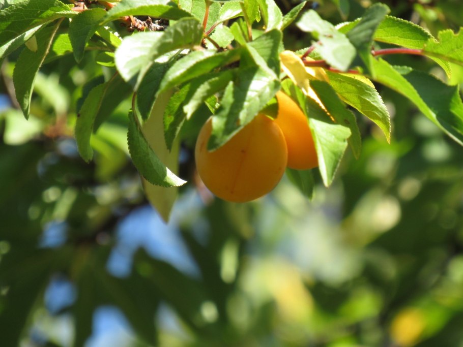 Слива Мирабель колоновидная