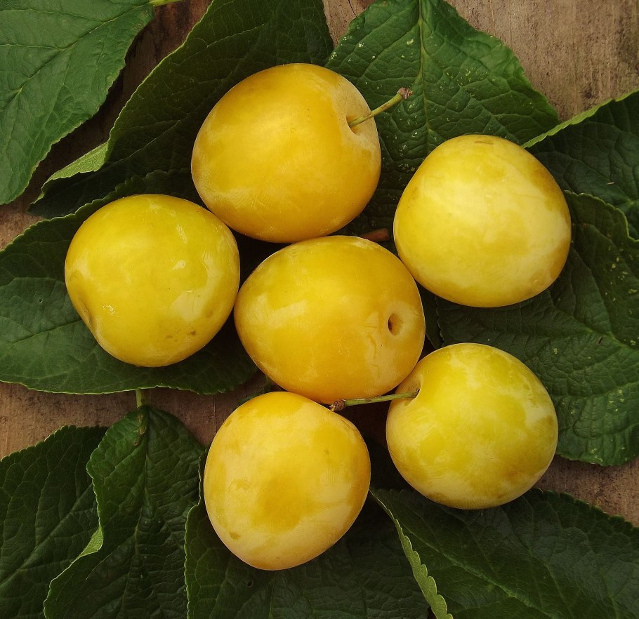 Алыча Краснодарская желтая