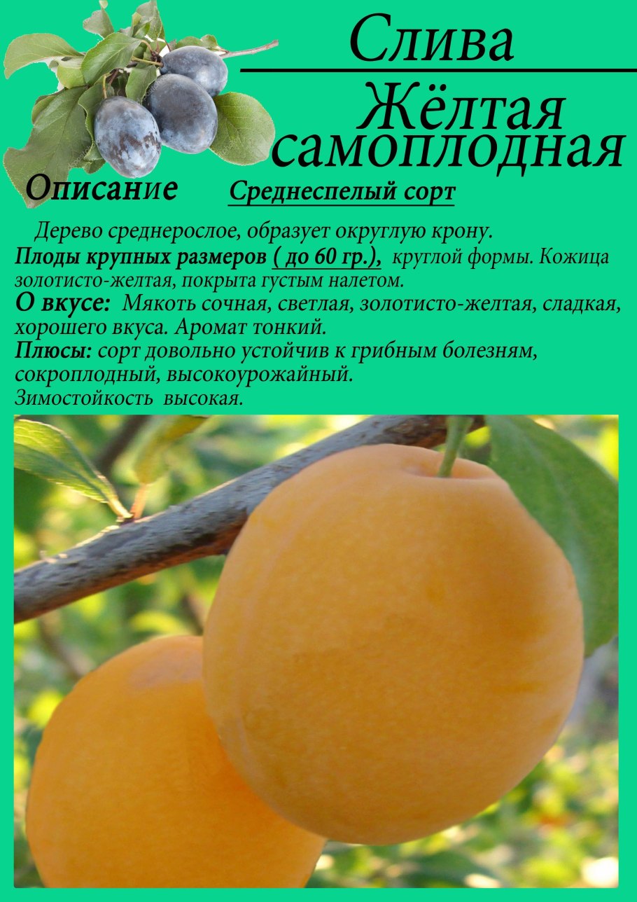 Слива Мирабель колоновидная