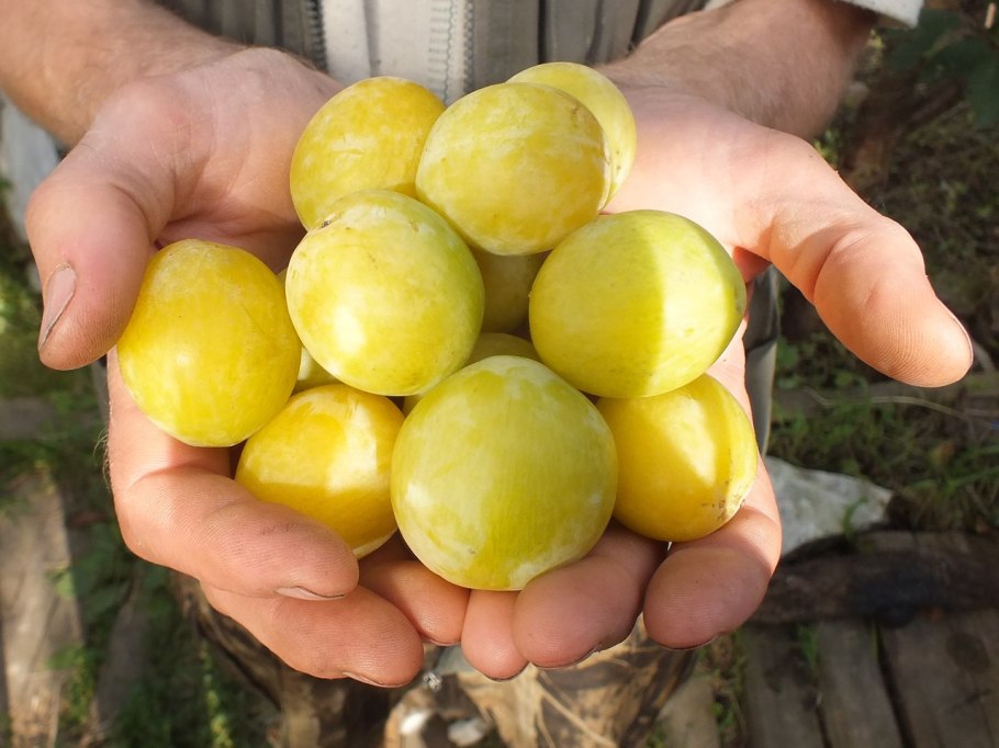 Слива сорт желтая Хопты