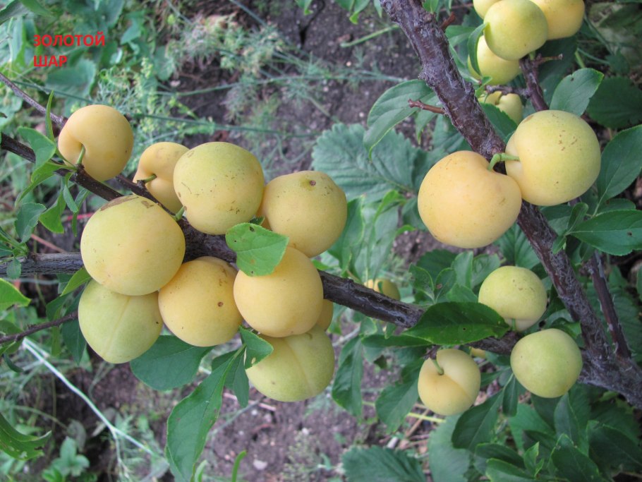 Слива Ренклод Колхозный