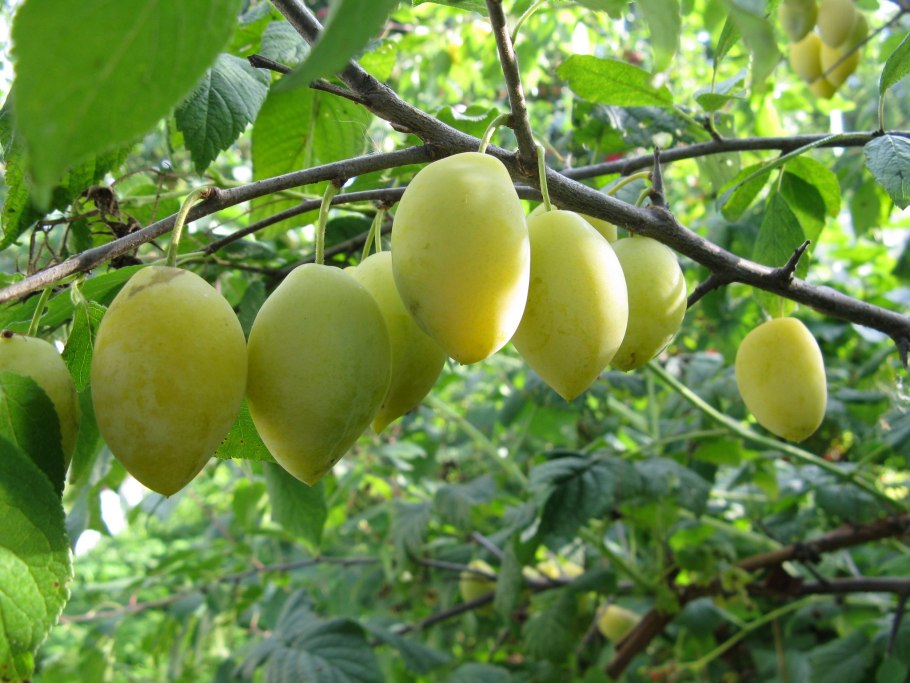 Слива желтая Афаска