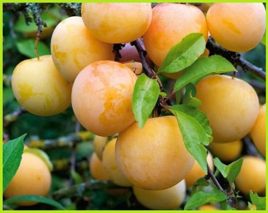 Алыча злато скифов