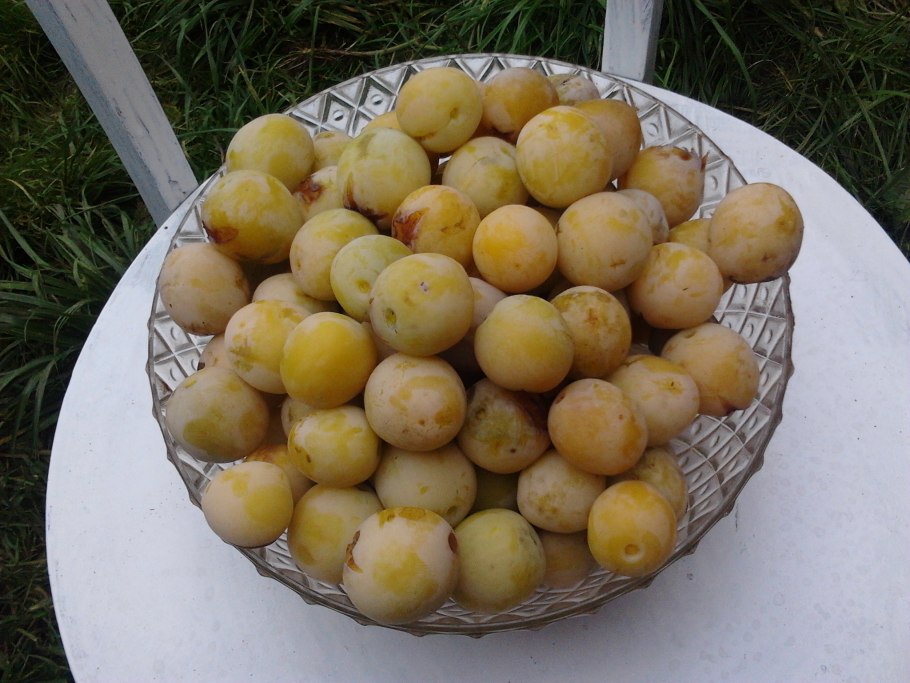 Слива желтая Афаска