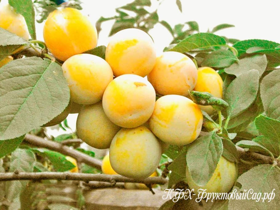 Слива сорт Ренклод ранний