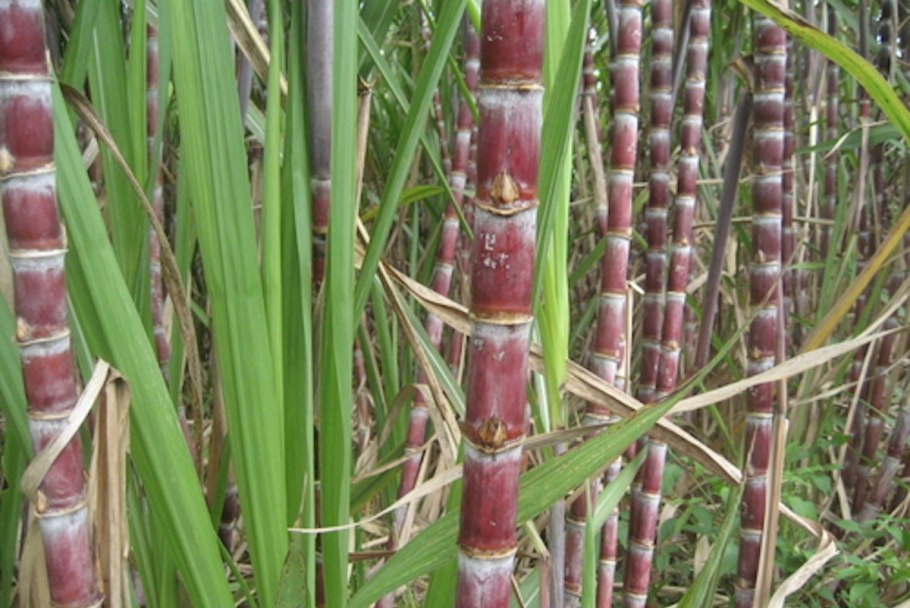 Борщевик Мантегацци