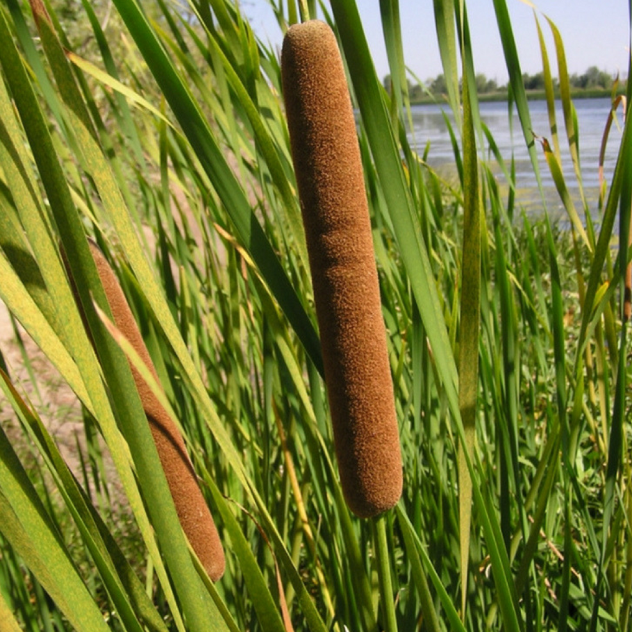 Фалярис канареечник