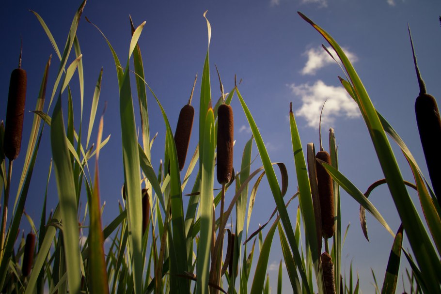 Хвощ зимующий (Equisetum hyemale l.)