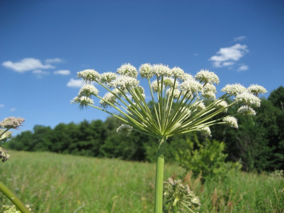Камыша Arundo Donax