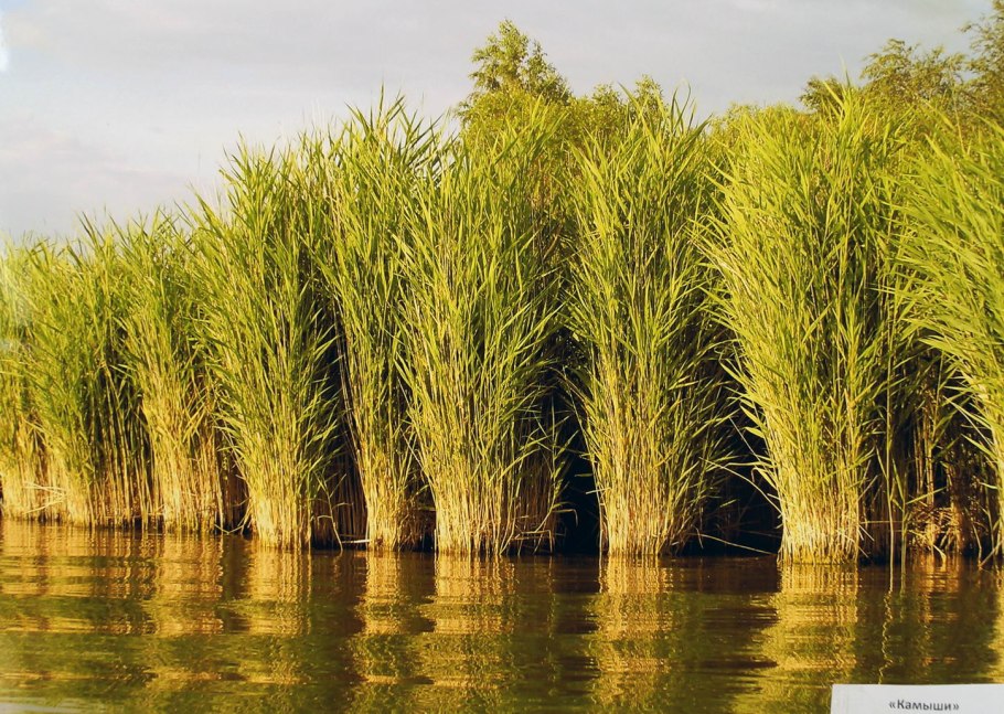 Камыш вьетнамский