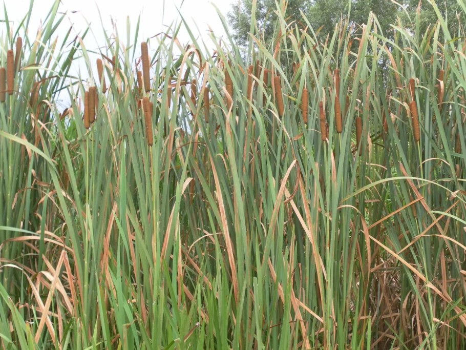 Рогоз широколистный (Typha latifolia)