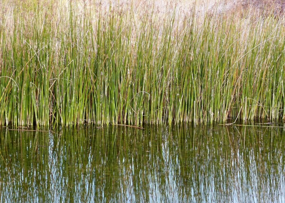 Корень Рогоза