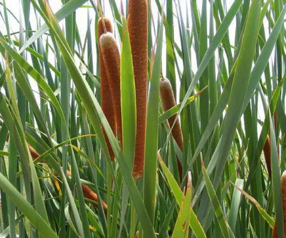 Сахарный тростник в Египте